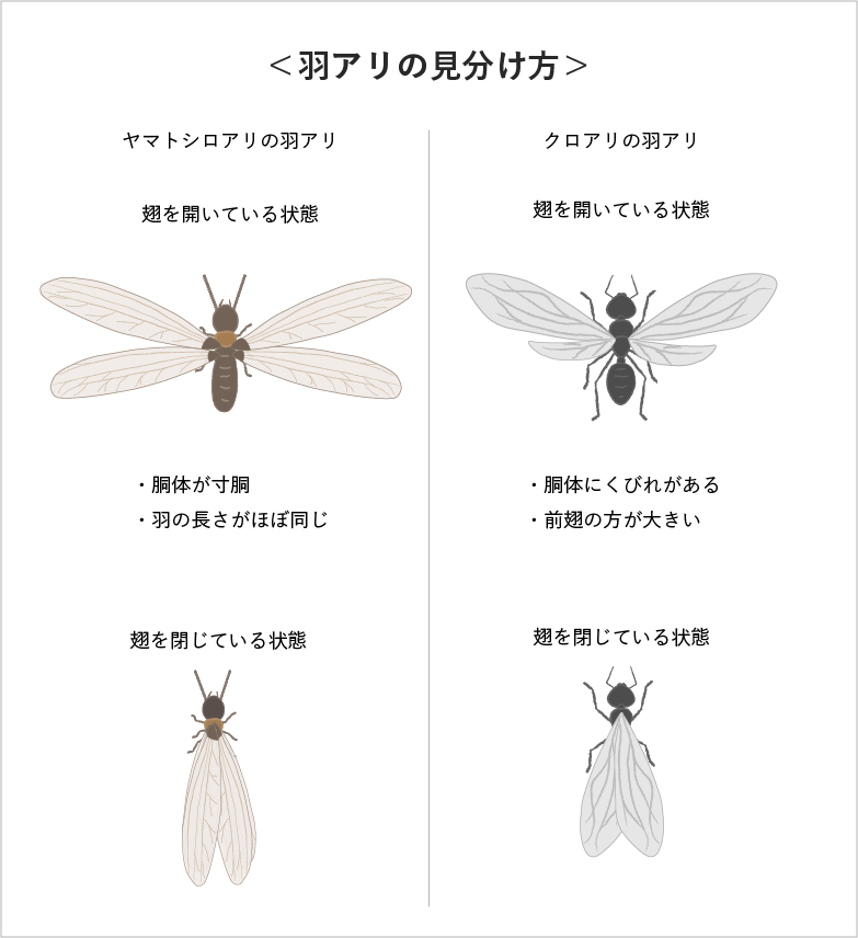 ヤマトシロアリとクロアリの羽アリの特徴と見分け方。