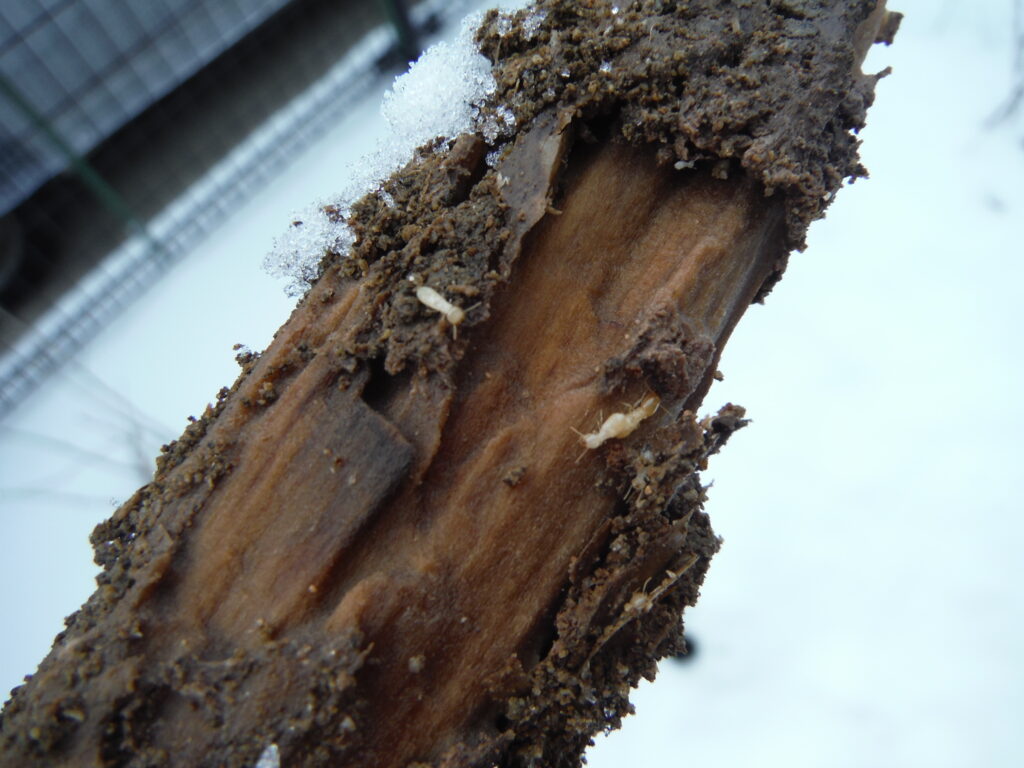 木製の杭を抜いてみると、シロアリを発見。