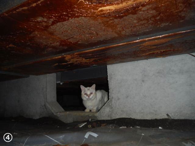 床下に猫が侵入した写真