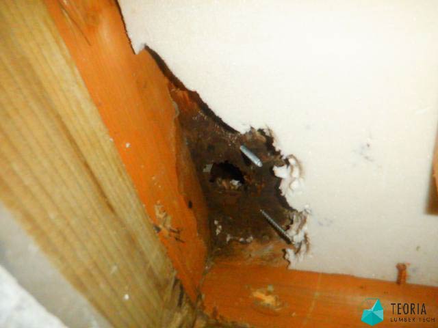 白蟻被害により、外壁がもろくなっている様子がわかる