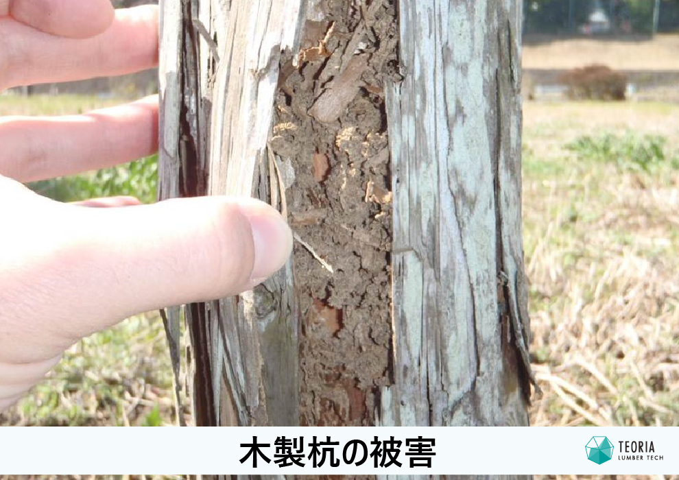 木製杭のシロアリ被害