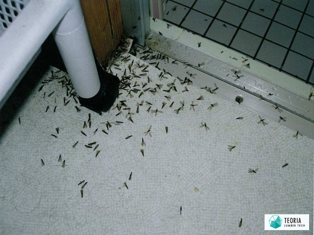 風呂場と脱衣場にシロアリの羽アリが発生