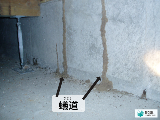 防湿コンクリートと基礎立ち上がり部分のわずかなすき間から侵入したシロアリ