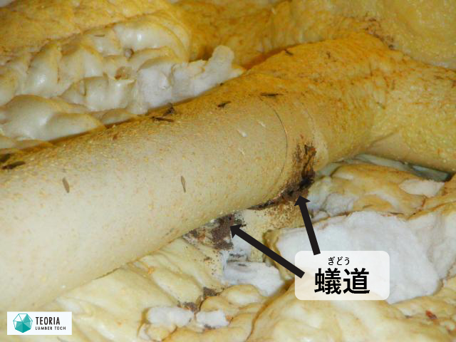 ウレタン断熱材を剝がしたところ配管周りの断熱材との隙間がシロアリ侵入経路になっている