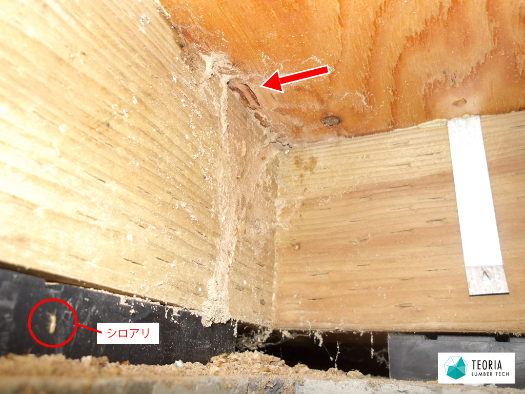 シロアリによる床板の食害