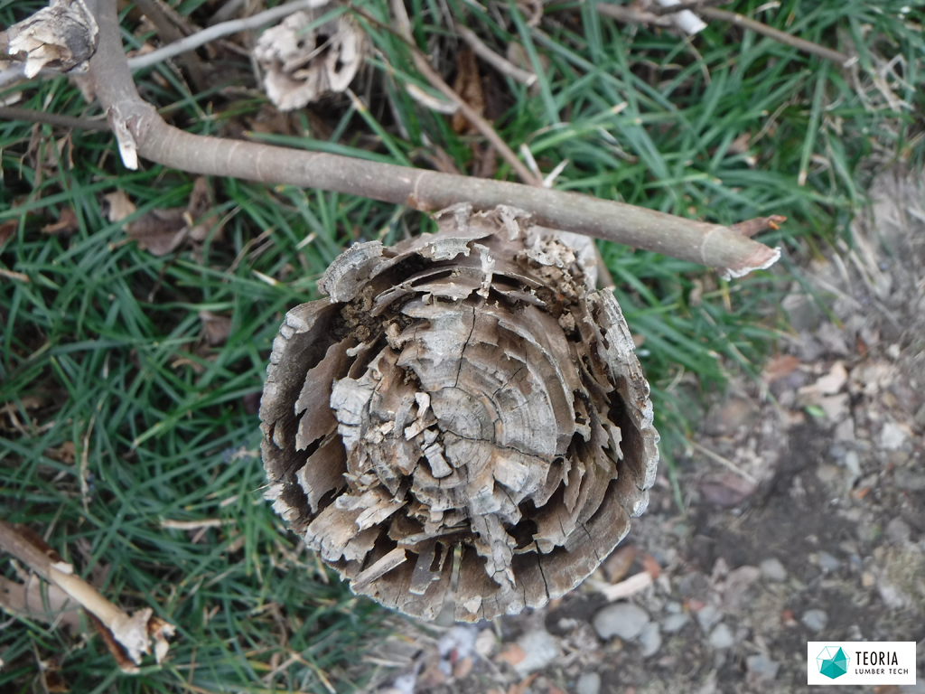 シロアリに喰われスカスカになった木の杭