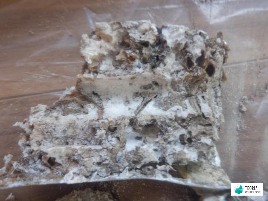 被覆管にもシロアリ侵入の痕跡