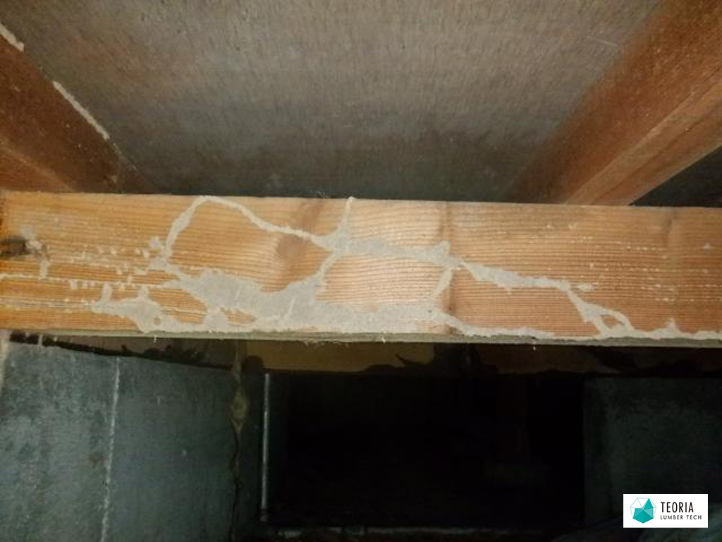 大引にできたシロアリの蟻道