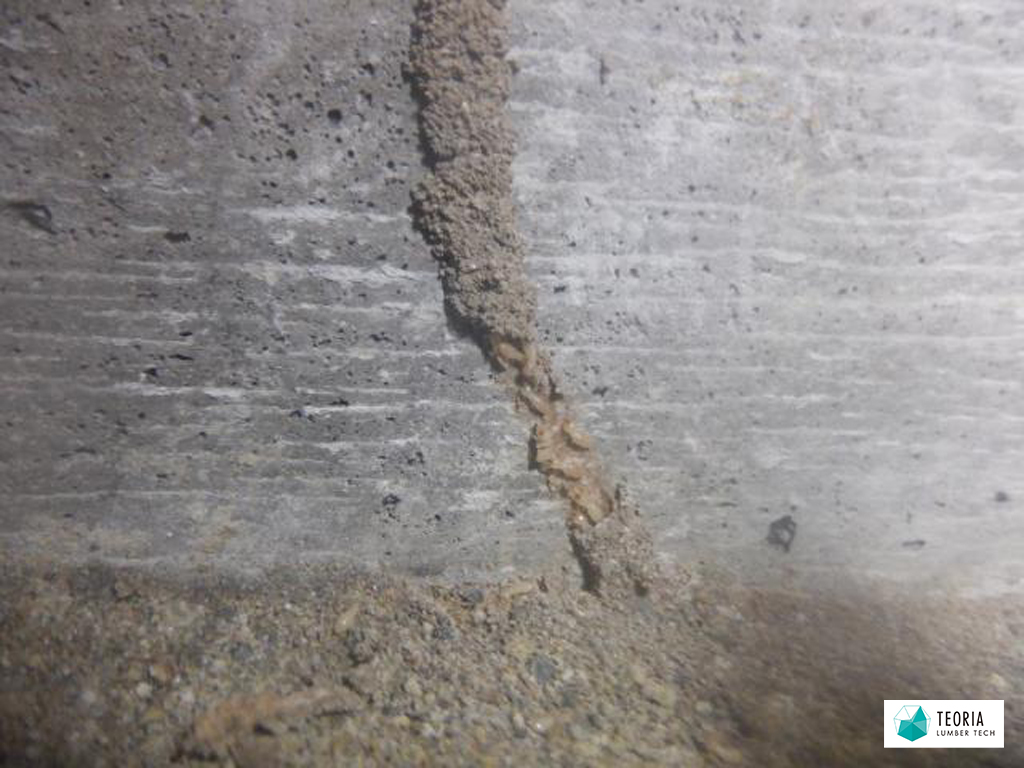 シロアリの蟻道