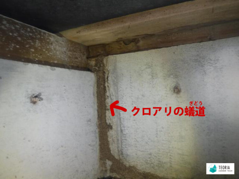 クロアリは、 建物に直接的な被害を与えません が、大量発生することで 不快感を与える害虫 と言えるでしょう。