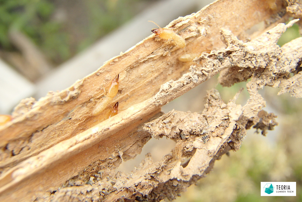 シロアリの兵蟻