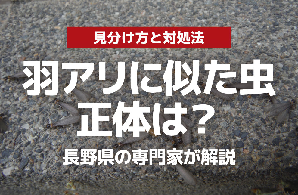 羽アリに似た虫の正体は？長野県の専門家がシロアリとの見分け方・対処法を解説