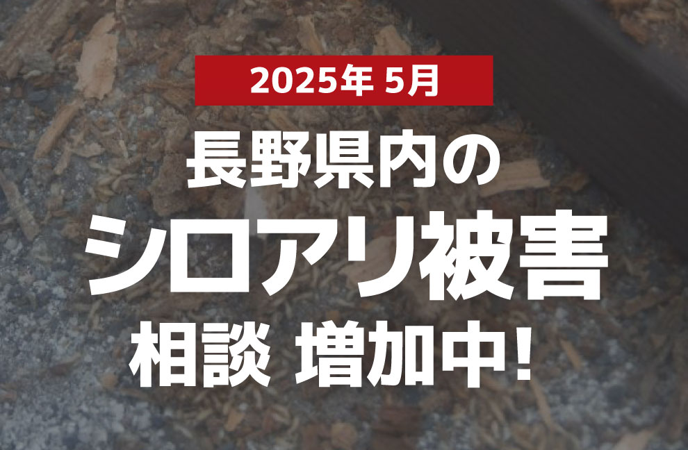 【2025年5月～】長野県内のシロアリ被害相談が増加中！