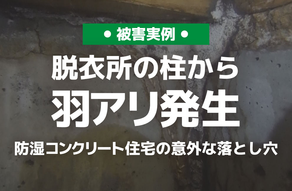 脱衣所の柱から羽アリ発生…防湿コンクリート住宅の意外な落とし穴