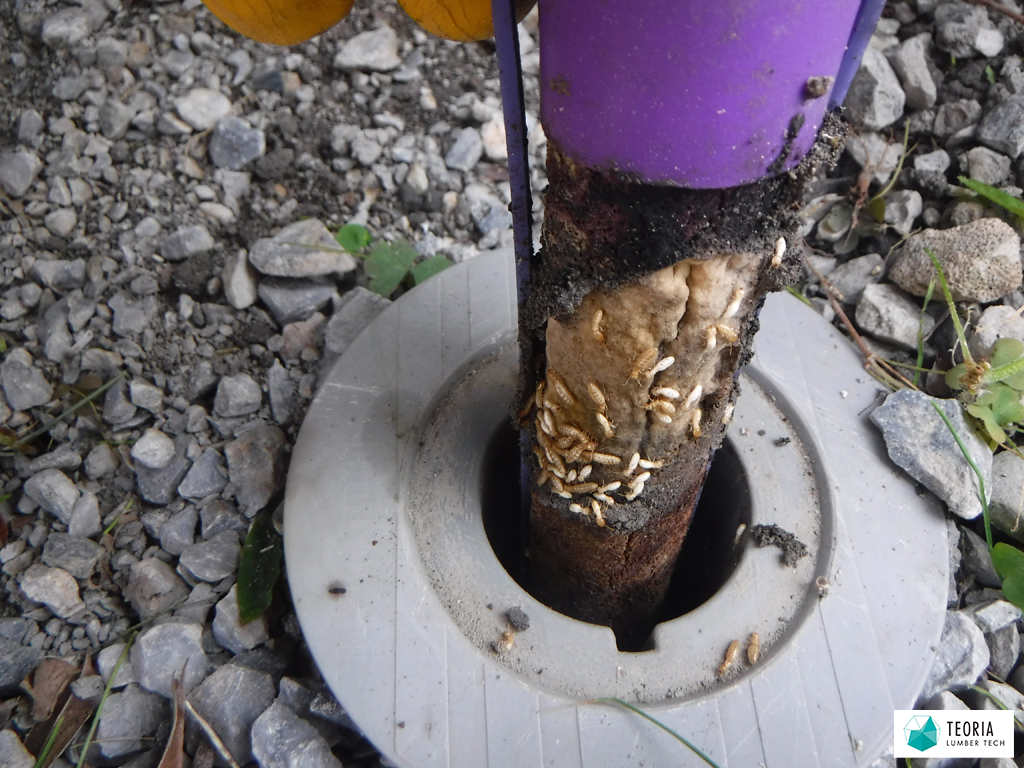 ベイト工法によるシロアリ駆除の様子