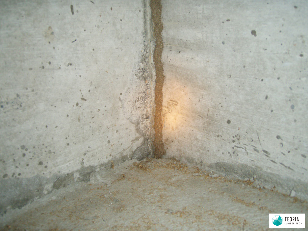 築8年の住宅に作られた蟻道