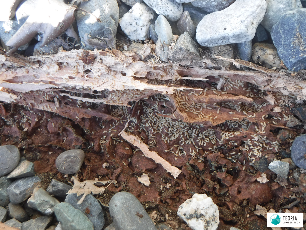 庭に置いてある木材を裏返してみると、シロアリが活動している