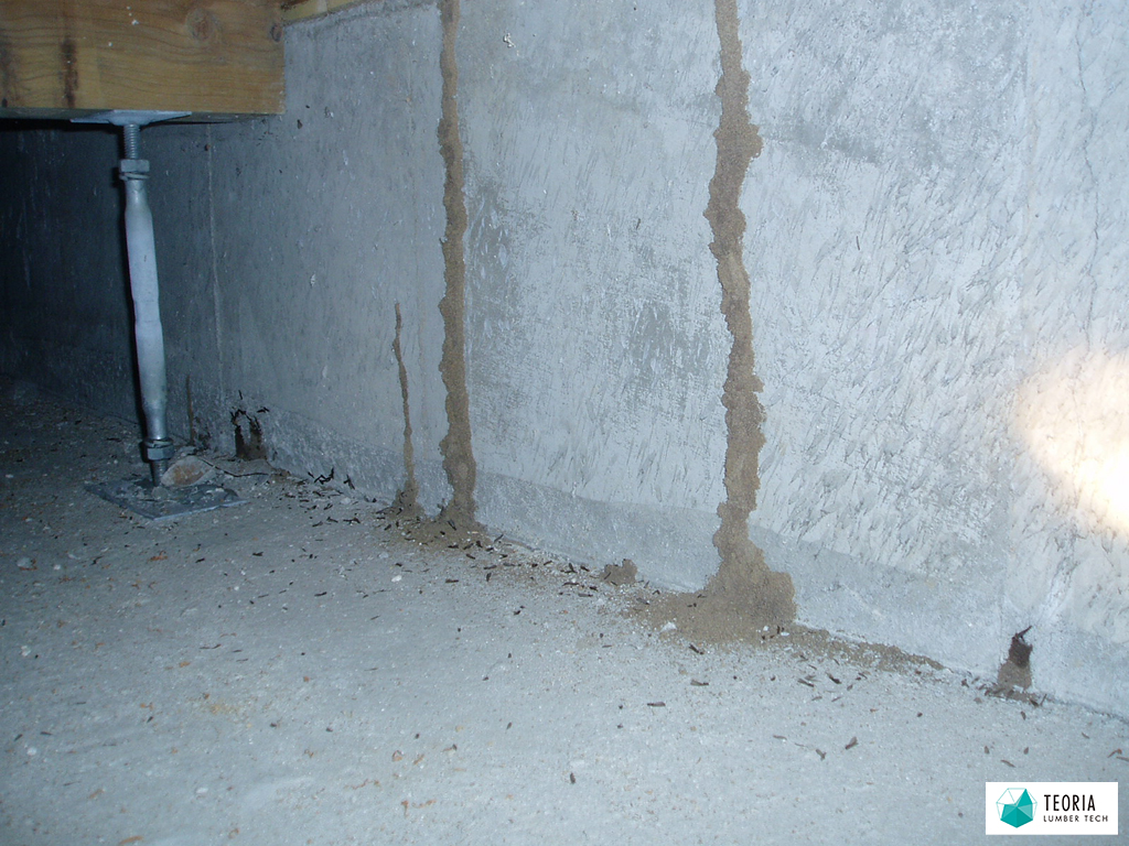 ＜ベタ基礎の住宅のシロアリ被害＞蟻道が作られている