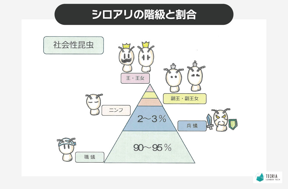 シロアリの階級と割合（シロアリは社会性昆虫）