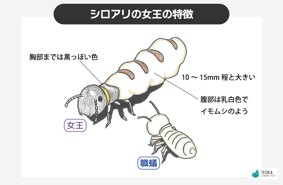 シロアリの女王の外見的特徴
