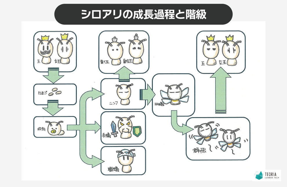 シロアリの成長過程と階級