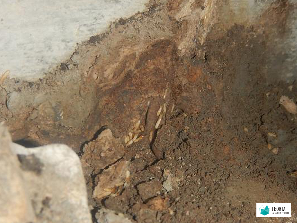 床下で蟻道の根元を掘ってみるとシロアリが出てきた