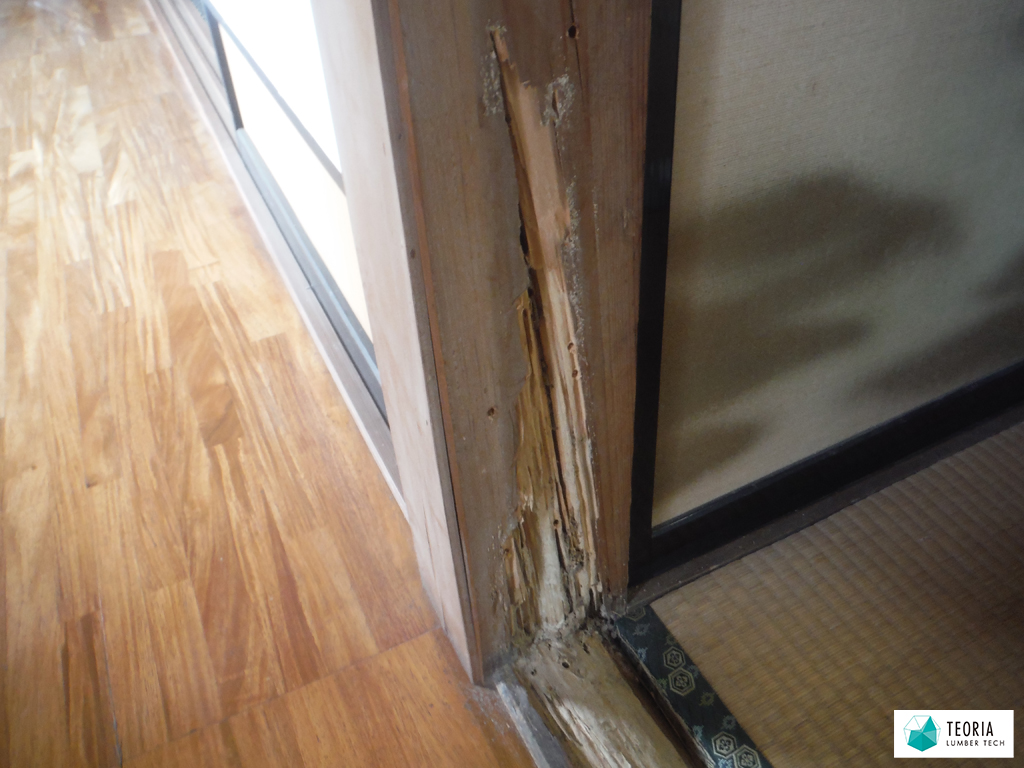 家の中で確認できたシロアリ被害
