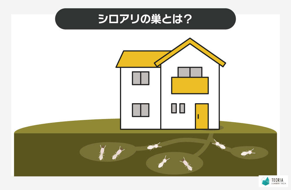 シロアリの巣とは？