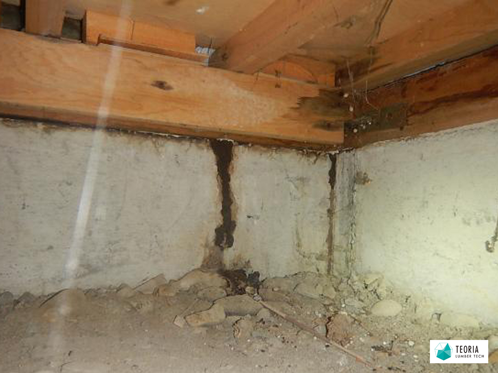 床下でシロアリの蟻道を発見