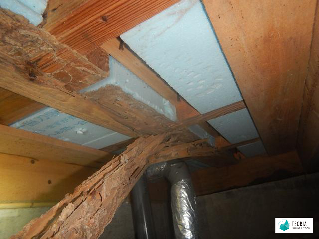 ヤマトシロアリによる床下の被害